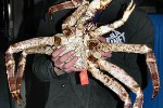 paralithodes camtschaticus   red king crab  