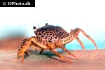 parathelphusa pantherina   swamp forest crab  