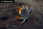 perisesarma bidens   red claw crab  