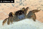pseudosesarma bocourti   blue mangrove crab  