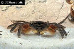 pseudosesarma species   indonesia crab  