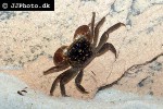 pseudosesarma species   indonesia crab  