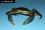 scylla serrata   giant mud crab  
