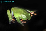 agalychnis annae   blue sided leaf frog  