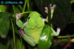 agalychnis moreletti   morelet s tree frog  