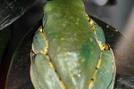 cruziohyla calcarifer   splendid leaf frog  