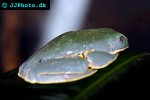 cruziohyla calcarifer   splendid leaf frog  