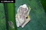 dendropsophus ebraccatus   hourglass tree frog  