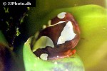 dendropsophus leucophyllatus   clown tree frog  