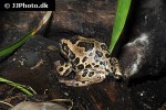 gastrotheca riobambae   andean marsupial tree frog  