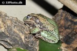 gastrotheca riobambae   andean marsupial tree frog  