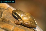 hyla regilla   pacific tree frog  
