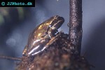 hyla regilla   pacific tree frog  