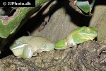 litoria caerulea   dumpy tree frog  