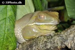 litoria caerulea   dumpy tree frog  