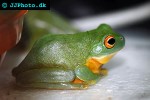 litoria chloris   green tree frog  