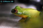 litoria chloris   green tree frog  