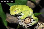 phyllomedusa sauvagii   waxy leaf frog  