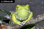 phyllomedusa sauvagii   waxy leaf frog  