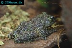 theloderma corticale   vietnamese mossy frog  