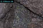 theloderma corticale   vietnamese mossy frog  