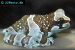 trachycephalus resinifictrix   amazonian milk frog  