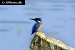 alcedo atthis   common kingfisher  
