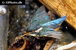 alcedo atthis   common kingfisher  