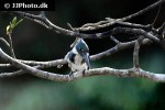 chloroceryle amazona   amazon kingfisher  