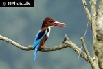halcyon smyrnensis   white throated kingfisher  