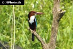 halcyon smyrnensis   white throated kingfisher  