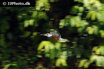 megaceryle torquata   ringed kingfisher  