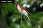 merops nubicoides   southern carmine bee eater  