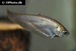 notopterus notopterus