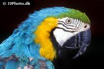 ara ararauna   blue and yellow macaw  