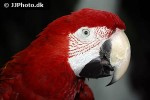 ara chloroptera   red and green macaw  