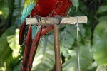 ara chloroptera   red and green macaw  