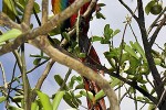 ara macao   scarlet macaw  