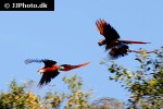 ara macao   scarlet macaw  