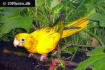 aratinga guarouba   golden parakeet  