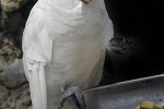 cacatua alba   white cockatoo  