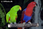 eclectus roratus   eclectus parrot  