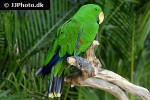 eclectus roratus   green eclectus parrot  