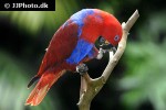 eclectus roratus   red sided eclectus parrot  