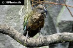 nestor notabilis   kea  