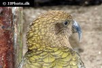 nestor notabilis   kea  