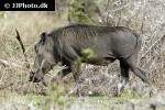 phacochoerus aethiopicus   ommon desert warthog  