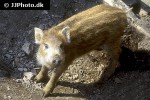 sus scrofa ferus   wild boar  