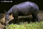 tapirus bairdii   baird s tapir  