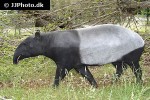 tapirus indicus   malayan tapir  